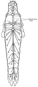 Diagram of grasshopper nervous system showing paired nerve cords