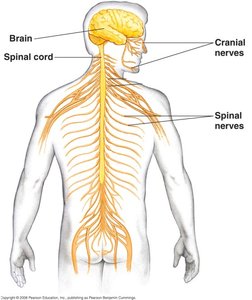 Diagram of human nervous system showing brain, spinal cord, cranial nerves, and spinal nerves