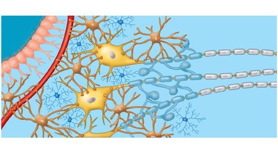 Glial cells in the vertebrate nervous system, showing various types and their locations