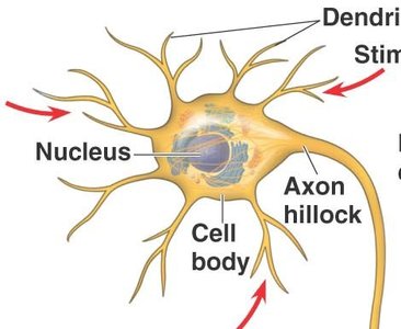 Close-up of neuron showing cell body, nucleus, dendrites, and axon hillock