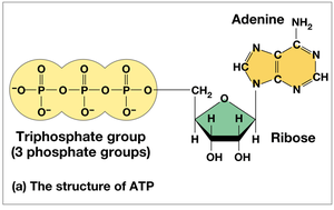 Structure of ATP