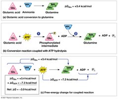 ATP Coupling Chemical Work