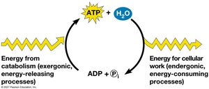 ATP Cycle