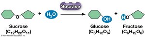 Sucrase Catalyzed Hydrolysis
