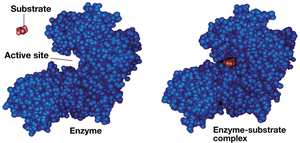 Induced Fit Between Enzyme and Substrate