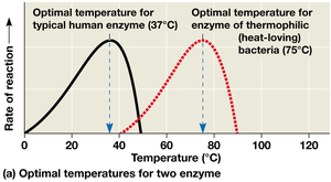 Optimal Temperature for Enzyme Activity