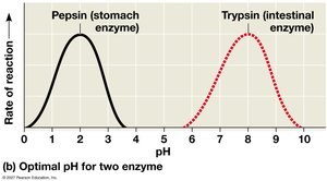 Optimal pH for Enzyme Activity