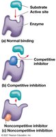 Enzyme Inhibition Types
