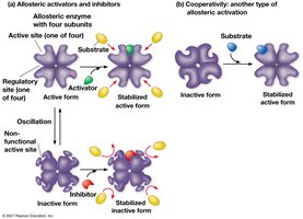 Allosteric Regulation of Enzyme Activity