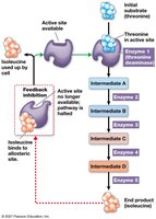 Feedback Inhibition in Isoleucine Synthesis