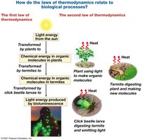 Thermodynamics in Biological Processes