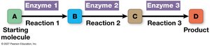 Stepwise Metabolic Pathway