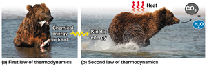 Bear Demonstrating Thermodynamics