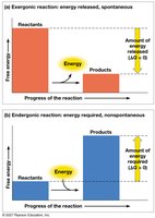 Exergonic and Endergonic Reaction Graphs