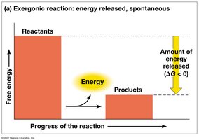 Exergonic Reaction Energy Profile