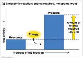 Endergonic Reaction Energy Profile