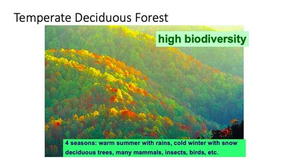 Temperate deciduous forest biome with high biodiversity
