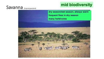 Savanna biome with mid biodiversity