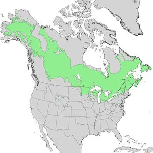 Range of balsam poplar