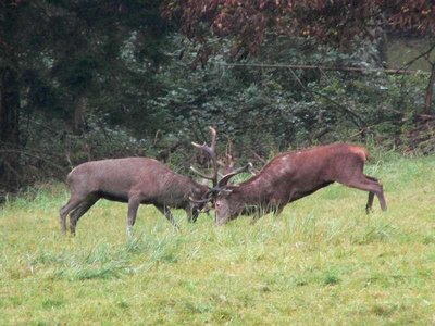 Red deer competing for mates