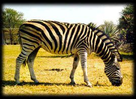 Individual organism: zebra