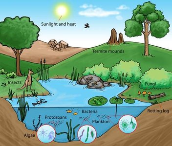 Community interactions in a pond ecosystem