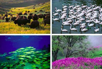 Organization of living things from individual to biosphere
