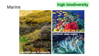 Marine biome with high biodiversity