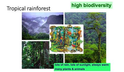 Tropical rainforest biome with high biodiversity