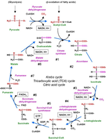 Diagram of the Krebs cycle (citric acid cycle), showing the breakdown of glucose to produce ATP, NADH, and FADH2.