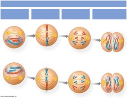Diagram of Telophase II and Cytokinesis