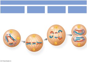 Diagram of Anaphase I showing separation of homologous chromosomes