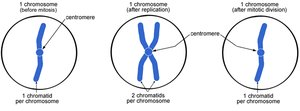 Diagram showing chromosome and chromatid changes during cell division
