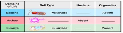 Table comparing domains of life: cell type, nucleus, organelles