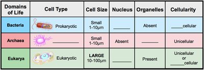 Domains of life: cell type, size, nucleus, organelles, cellularity