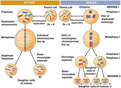 Comparison of mitosis and meiosis