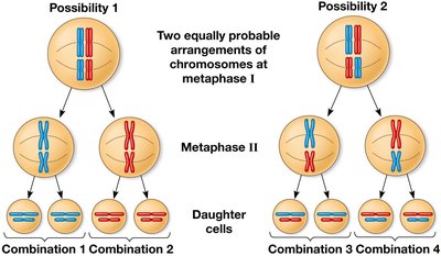 Independent assortment of chromosomes