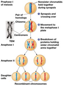 Random fertilization and genetic uniqueness