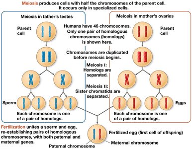 Meiosis and fertilization in parents and offspring
