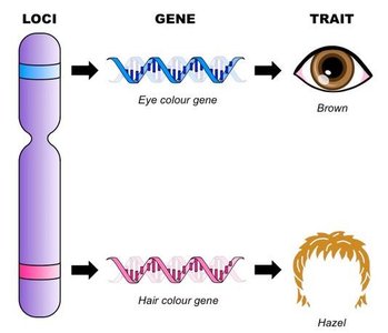 Loci, gene, and trait relationship