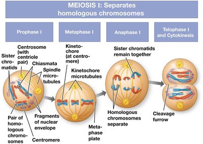 Meiosis I stages and chromosome separation