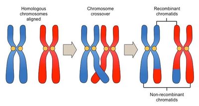 Chromosome crossover and recombinant chromatids