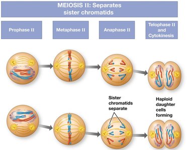 Meiosis II stages and sister chromatid separation