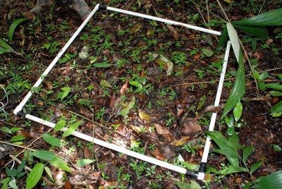 Standardized sampling plot in a forest