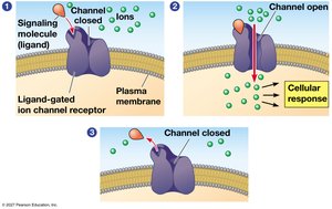Ligand-gated ion channels