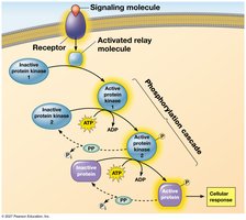 Phosphorylation cascade