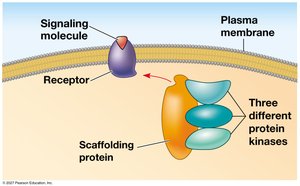 Scaffolding protein