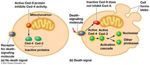 Molecular basis of apoptosis in C. elegans
