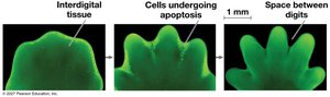 Effect of apoptosis during paw development in the mouse