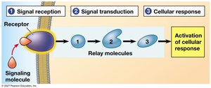 Summary of key concepts: three-stage cell-signaling pathway